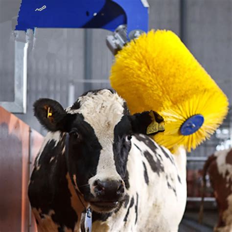 The Secret Weapon for Show-Stopping Cows: The Magic Exercow Brush